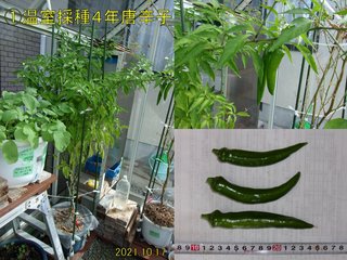 211017温室採種４年唐辛子収穫