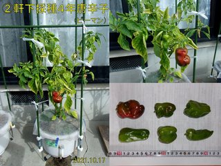 211017軒下採種4年唐辛子収穫