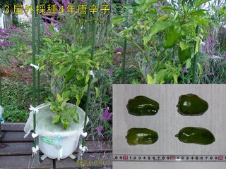 211017屋外採種4年唐辛子収穫