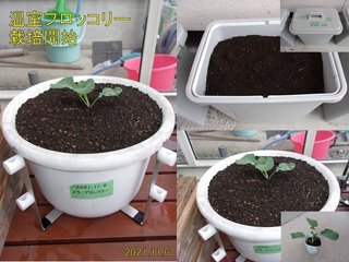 211106温室ブロッコリー栽培開始
