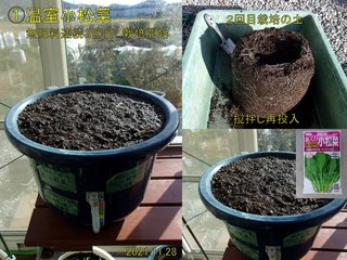 211128温室小松菜3回目栽培開始