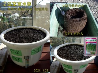 211128温室京水菜3回目栽培開始
