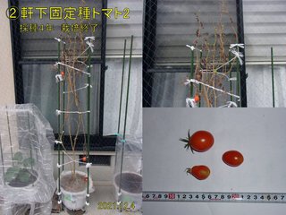 211204軒下採種４年固定種トマト2収穫