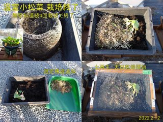 220212温室小松菜４回目栽培終了土再生
