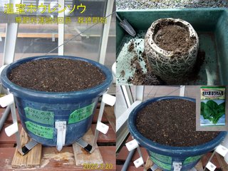 220320温室ホウレンソウ3回目栽培開始