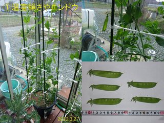 220327温室絹さやエンドウ収穫