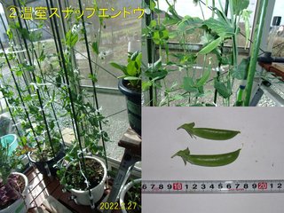 220327温室スナップエンドウ収穫