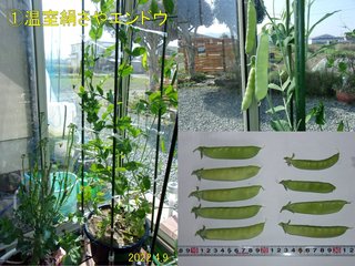 210409温室絹さやエンドウ収穫