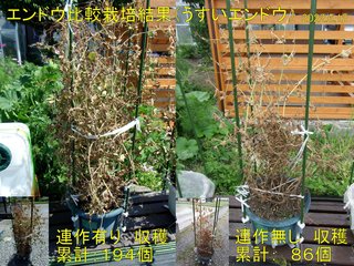 220612うすいエンドウ比較栽培結果