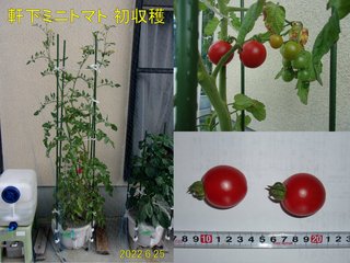 220625軒下ミニトマト収穫