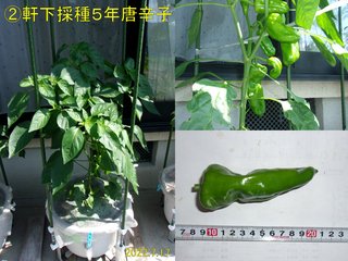 220717軒下採種5年唐辛子収穫