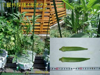 220724屋外採種4年オクラ収穫