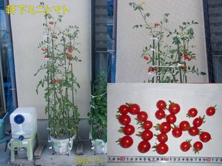 220731軒下ミニトマト収穫
