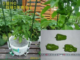 220807屋外2採種5年唐辛子収穫