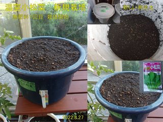 220827温室小松菜新規1回目栽培開始