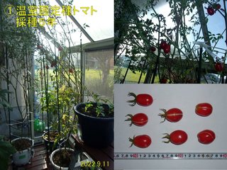 220911温室採種５年固定種トマト収穫