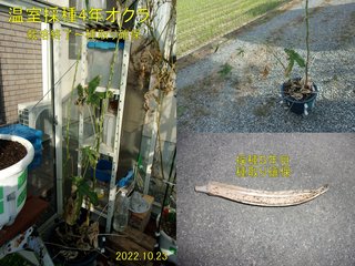 221023温室採種４年オクラ栽培終了