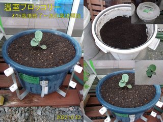 221023温室ブロッコリー栽培開始