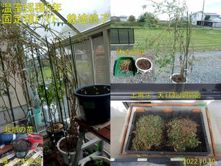 221030温室採種５年固定種トマト栽培終了