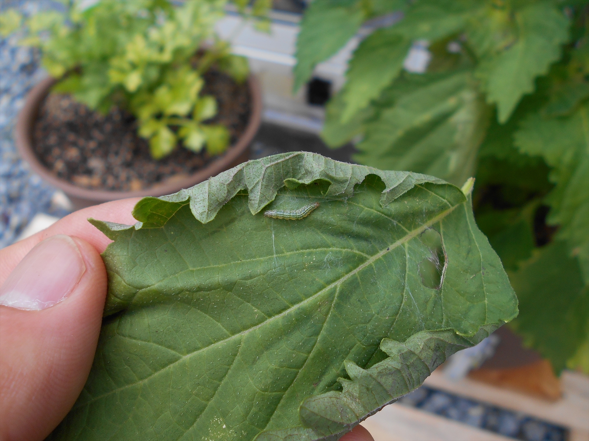 屋外栽培中の しそ 害虫にやられました 鉢野菜栽培活動ブログ