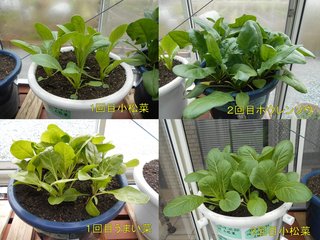 200301温室葉物野菜状況