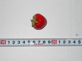 170518温室イチゴ収穫02