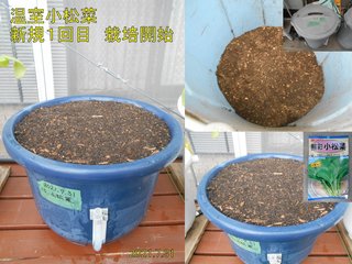 210731温室小松菜１回目栽培開始