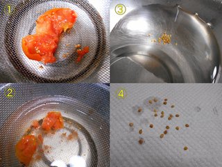 181121固定種ミニトマト採種状況