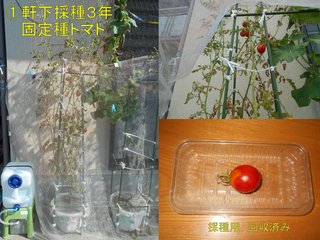 200902採種３年軒下固定種トマト種取り