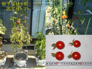 210808軒下採種４年唐固定種トマト収穫