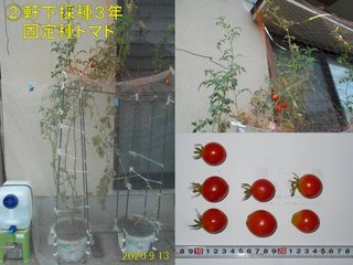 200913軒下固定種トマト収穫
