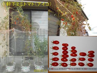 200913軒下ミニトマト収穫