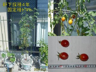 210829軒下採取４年固定種トマト収穫