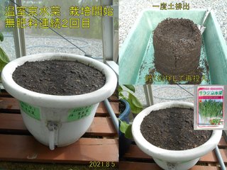 210905温室京水菜連続2回目 開始