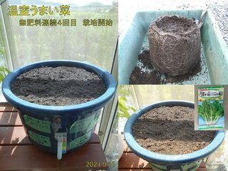 210911温室うまい菜4回目栽培開始