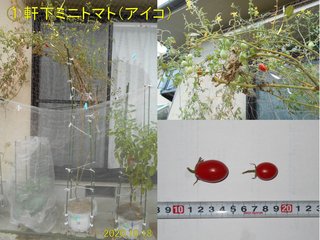 201018軒下ミニトマト収穫