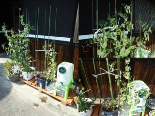 180428神崎郡H様エンドウ状況
