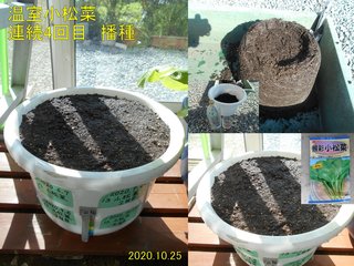 201025温室小松菜4回目播種
