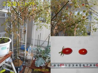 201028温室ミニトマト収穫