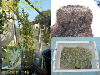 180501温室絹さやエンドウ栽培終了