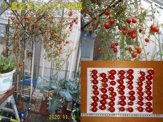 201111温室ミニトマト収穫