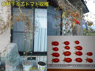 201111軒下ミニトマト収穫