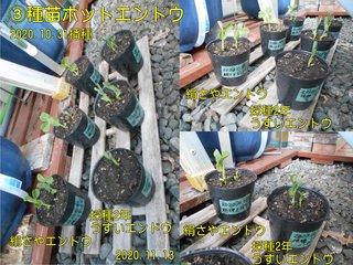 201113種苗ポットエンドウ発芽