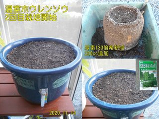 201114温室ホウレンソウ2回目栽培開始