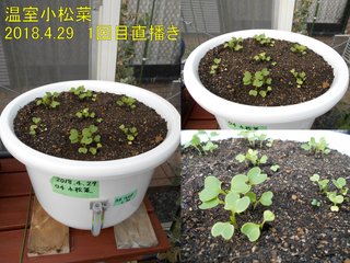 180509温室小松菜1回目発芽