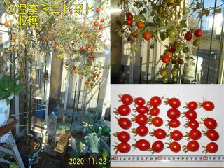 201122温室ミニトマト収穫