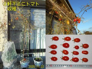 201122軒下ミニトマト収穫