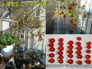 201129温室ミニトマト収穫