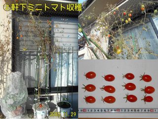 201129軒下ミニトマト収穫