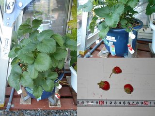 180523温室イチゴ収穫